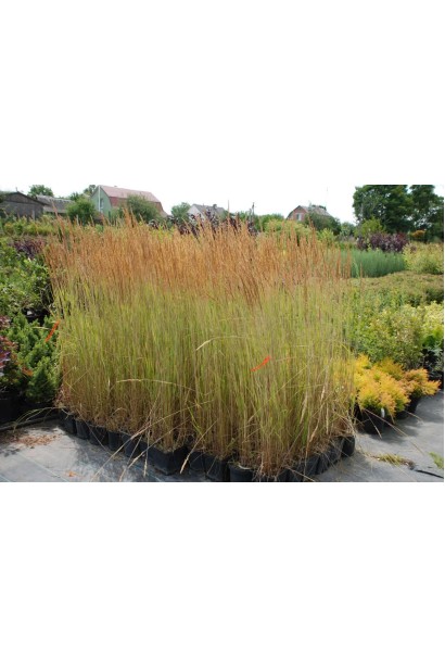 Вейник остроцветковый Овердам / Кунишник - 3л/вис.70-110см/Ø15-25см